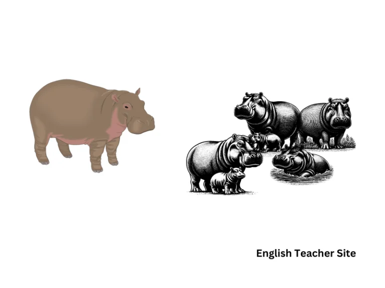 Plural of Hippopotamus: Understanding the Correct Form