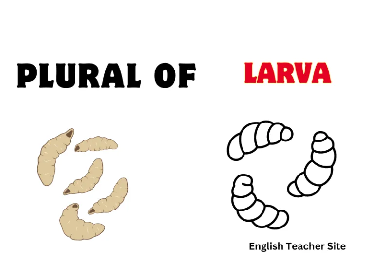 The Plural of Larva: Common Mistakes to Avoid