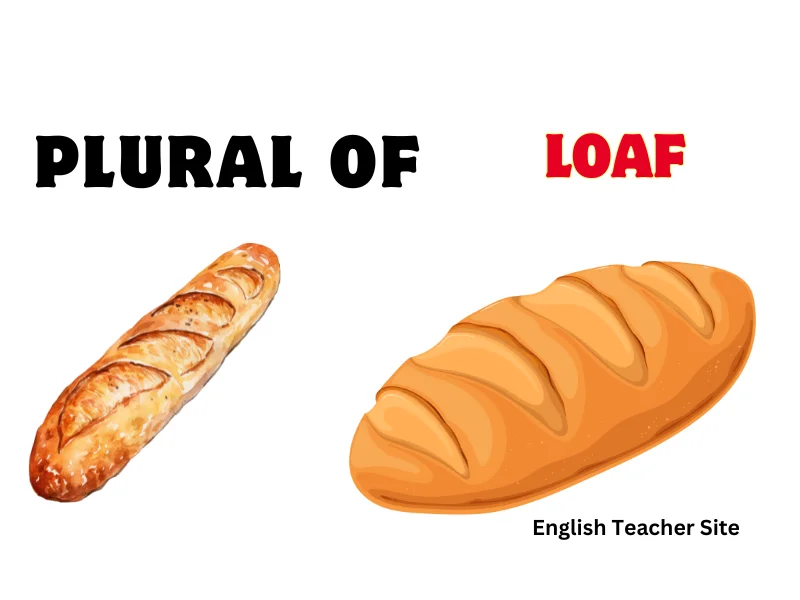 Loaf What's the Plural of Loaf: Understanding Singular and Plural Nouns