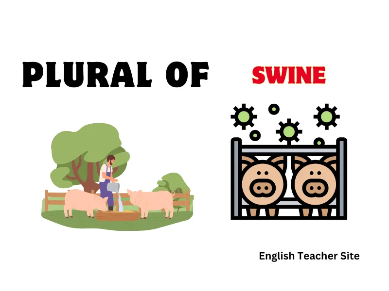 Swine What's the Plural of Swine: Exploring Singular and Plural Nouns