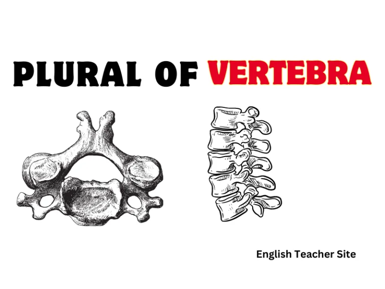 What’s the Plural of Vertebra: Understanding Spinal Anatomy Terms