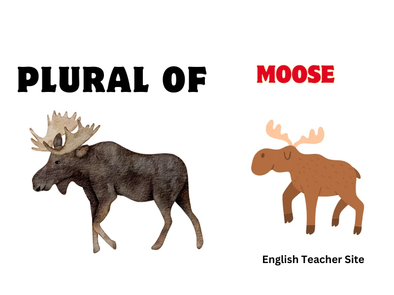 moose What's the Plural of Moose: Understanding English Irregular Plurals