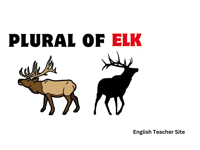thank you 2024 07 20T193050.933 Plural of Elk: Why It's Not What You Think?